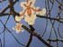 bermudez orchids detalle