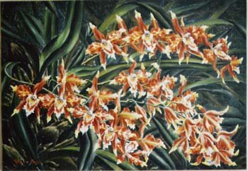 Ariza Gonzalo OrquideasExplorar