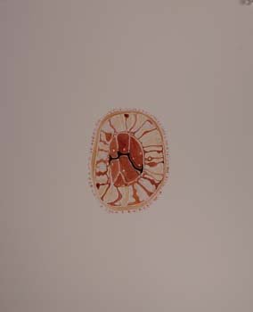 rizzi (151)