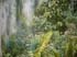 feuillet forest